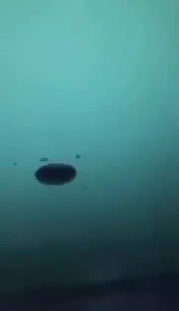 whats that! a firecraacker