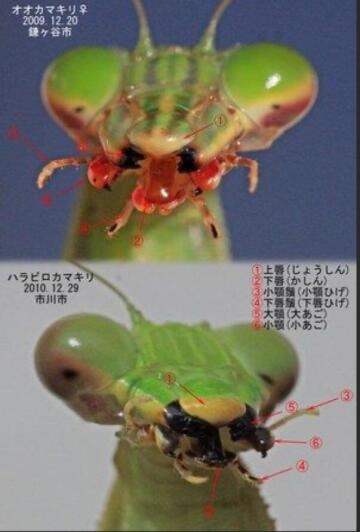 for any artist trying to figure out mantid jaw mandibles, i found this!
