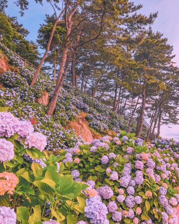 pine trees among the endless hydrangeas around jeogu port, geoje island, south gyeongsang province, south korea.