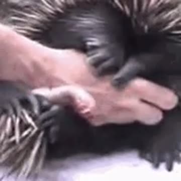 ‘whats an echidnas junk look like?’ asked everybody at some point in their life......