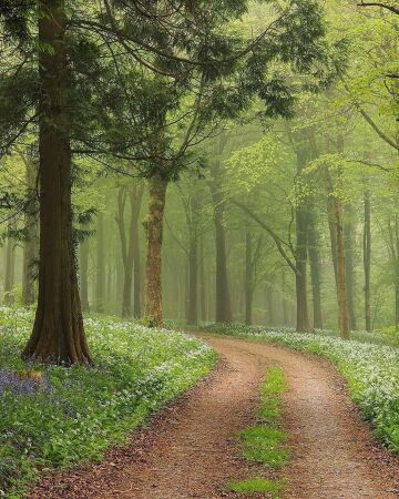 forest path through the bluebells and wild garlic flowers, dorset, south west england.