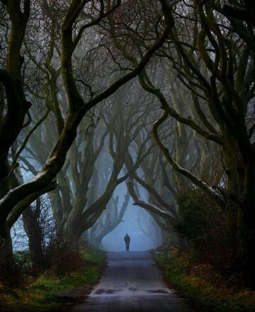 the dark hedges, antrim, northern ireland.