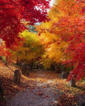 autumn path in the romy zian garden, an arboretum in the mountainous jeongseon county, gangwon province, south korea.