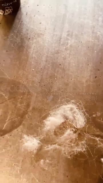 so many ways to feed a house bitch.