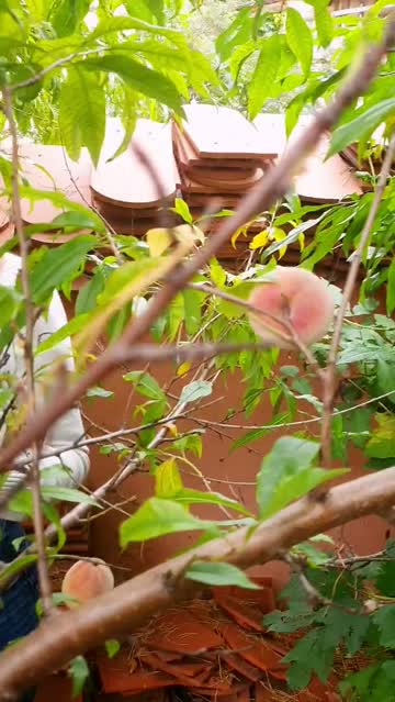 [gif] my secret and the secret to these breasts is the peach diet.