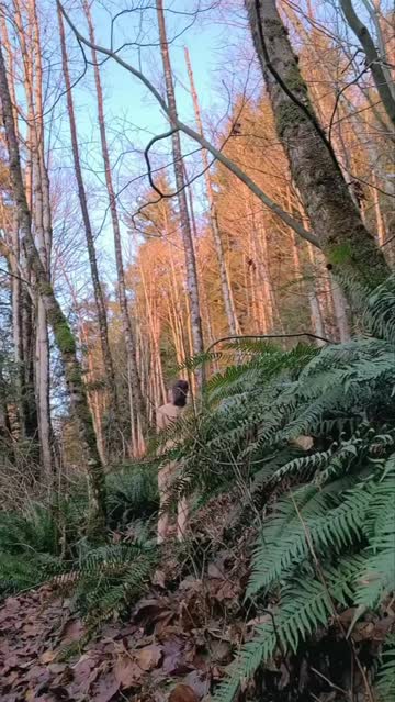 forever chasing sunsets