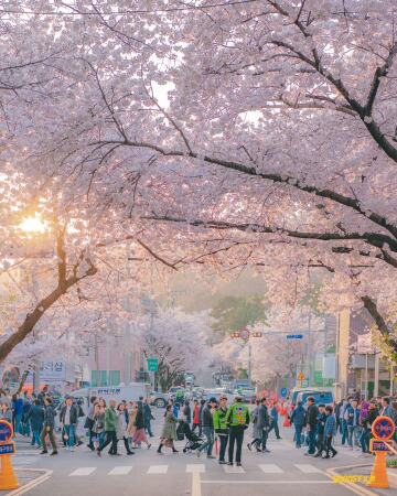 cherry blossoms during the jinhae naval base festival, jinhae district in changwon city, south gyeongsang province, south korea.