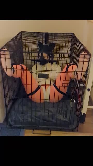bdsm caged bondage hot video