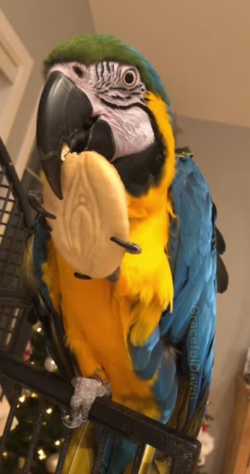 cunnilingus bite pussy eating free porn video