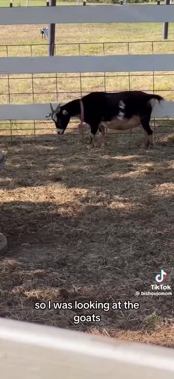 ass big tits big ass 