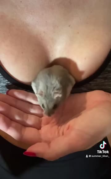 tease tiktok tits 