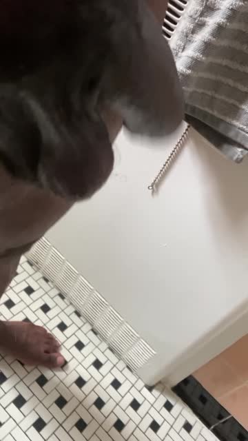 bbc monster cock big dick nsfw video