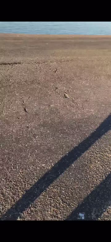 blowjob r/caughtpublic amateur public nsfw video