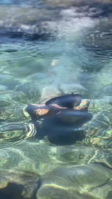 cute swimming pool tits sex video